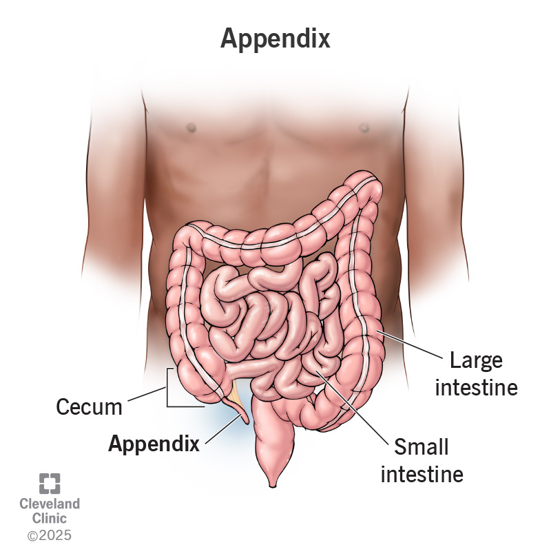 Visualization of where the appendix is located